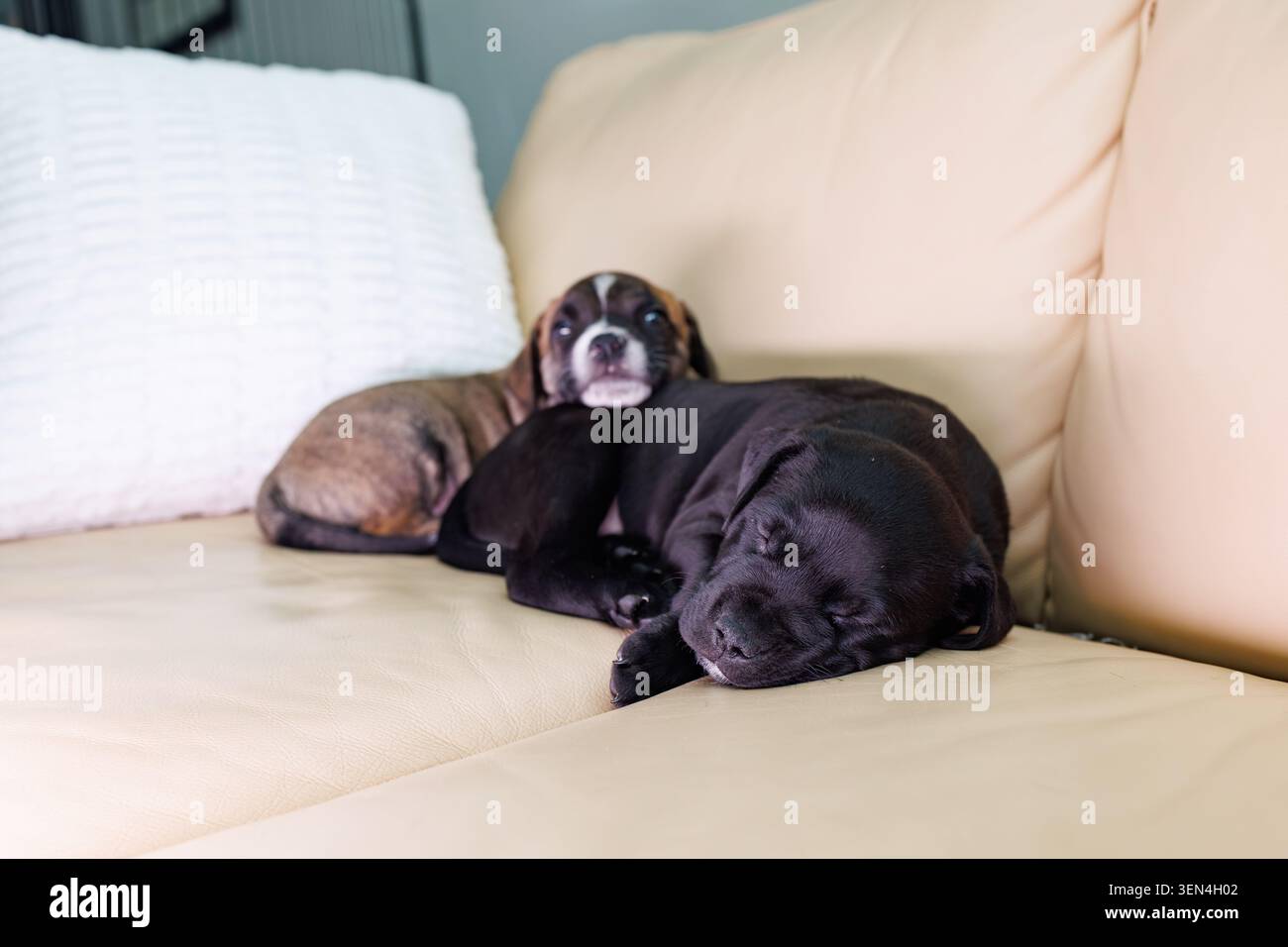 Due cuccioli stanno riposando su un divano in una casa. Un cucciolo dorme mentre l'altro si rilassa nelle vicinanze. L'ambiente e' caldo e accogliente con mobili delicati Foto Stock