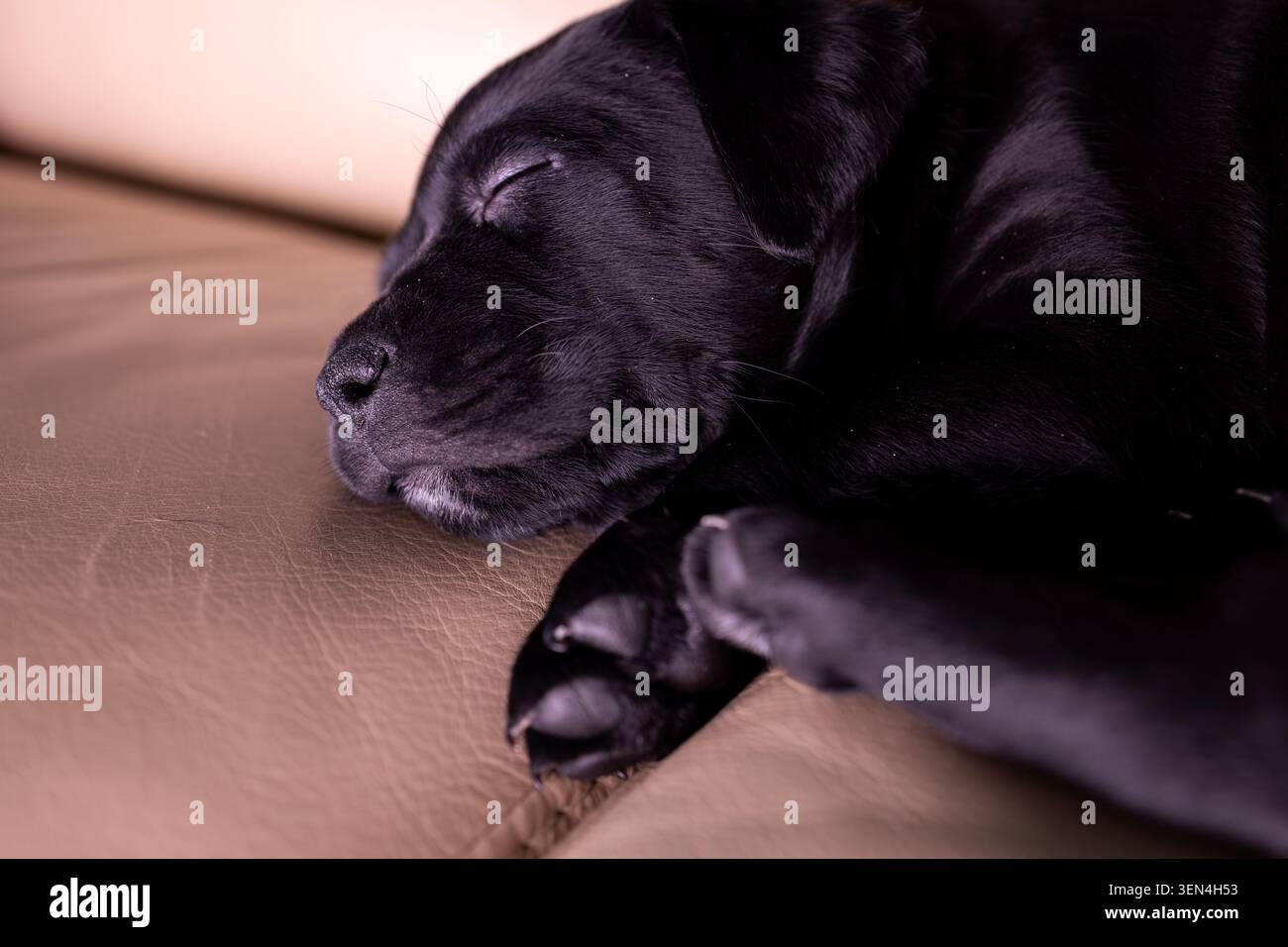 Due cuccioli dormono profondamente su un morbido divano. La sala è poco illuminata e i cuccioli sono annidati vicino l'uno all'altro. Hanno un aspetto caldo e rilassato in te Foto Stock
