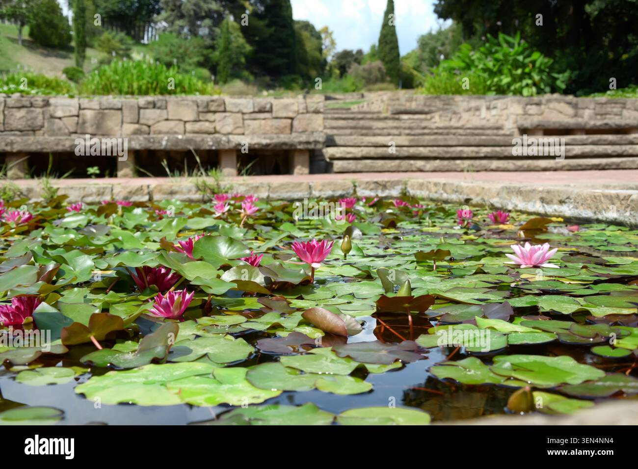 Gigli d'acqua rosa e ninfee verdi in un tranquillo laghetto con panche in pietra e gradini in un giardino botanico, panche in pietra e gradini sono visibili Foto Stock