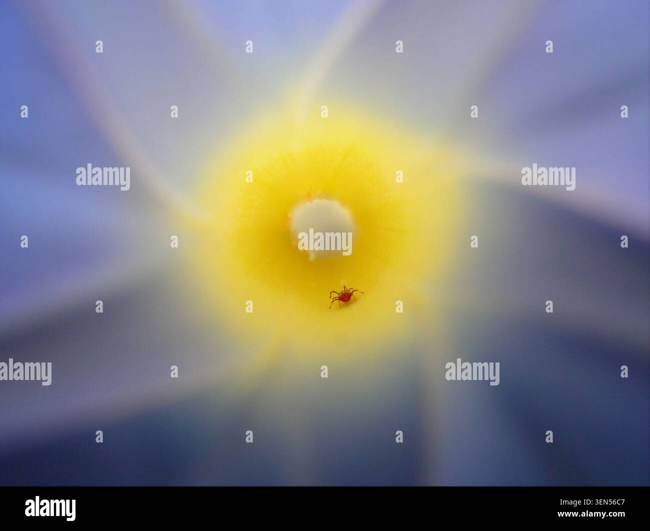 Fotografia macro estrema di un microscopico acaro di velluto rosso (Trombidiidae) che cammina all'interno del tubo giallo di corolla di un fiore selvatico blu Foto Stock