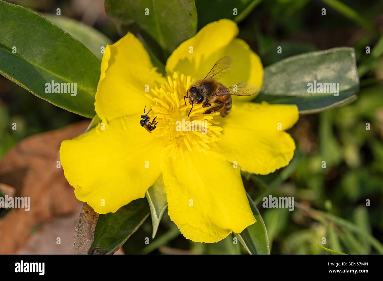 Piccola ape nativa australiana ed European Honey Bee che raccolgono polline e nettare su un fiore di Hibertia nativo australiano Foto Stock