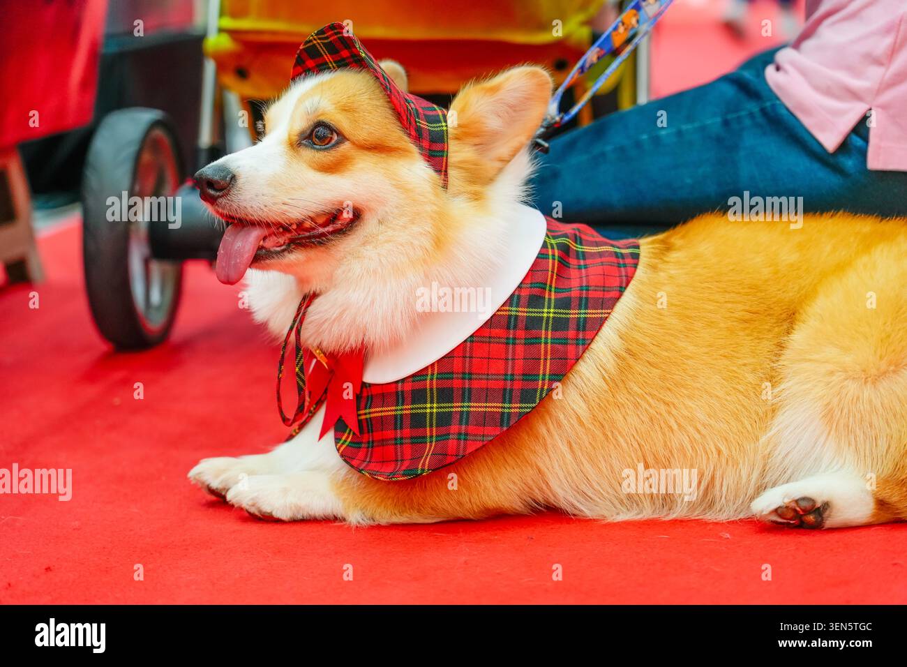 Cane Corgi in abiti a quadri distesi sul pavimento. Foto Stock