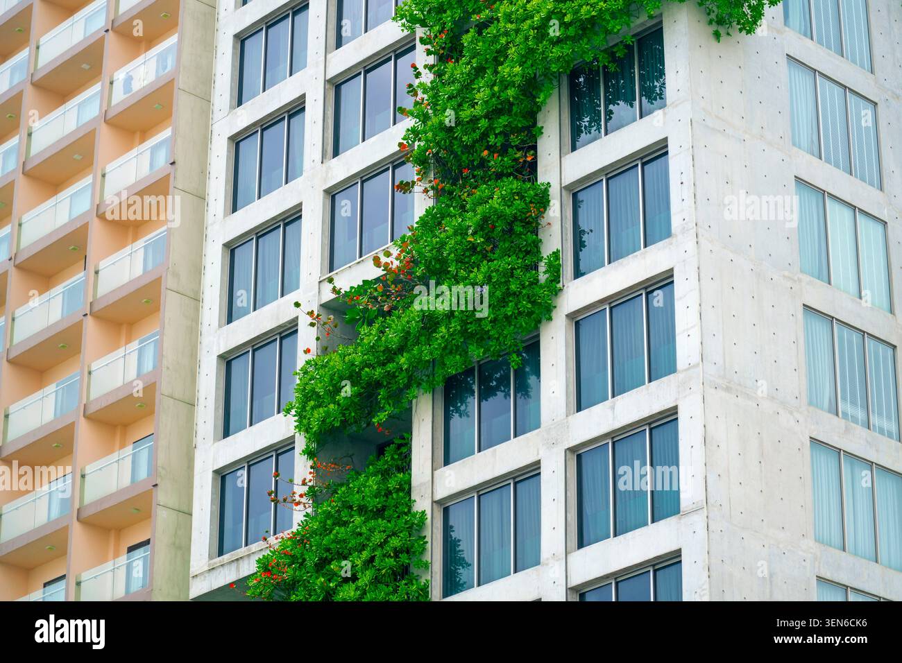 Piante tropicali frondose decorative sulla facciata di un edificio residenziale. Foto Stock