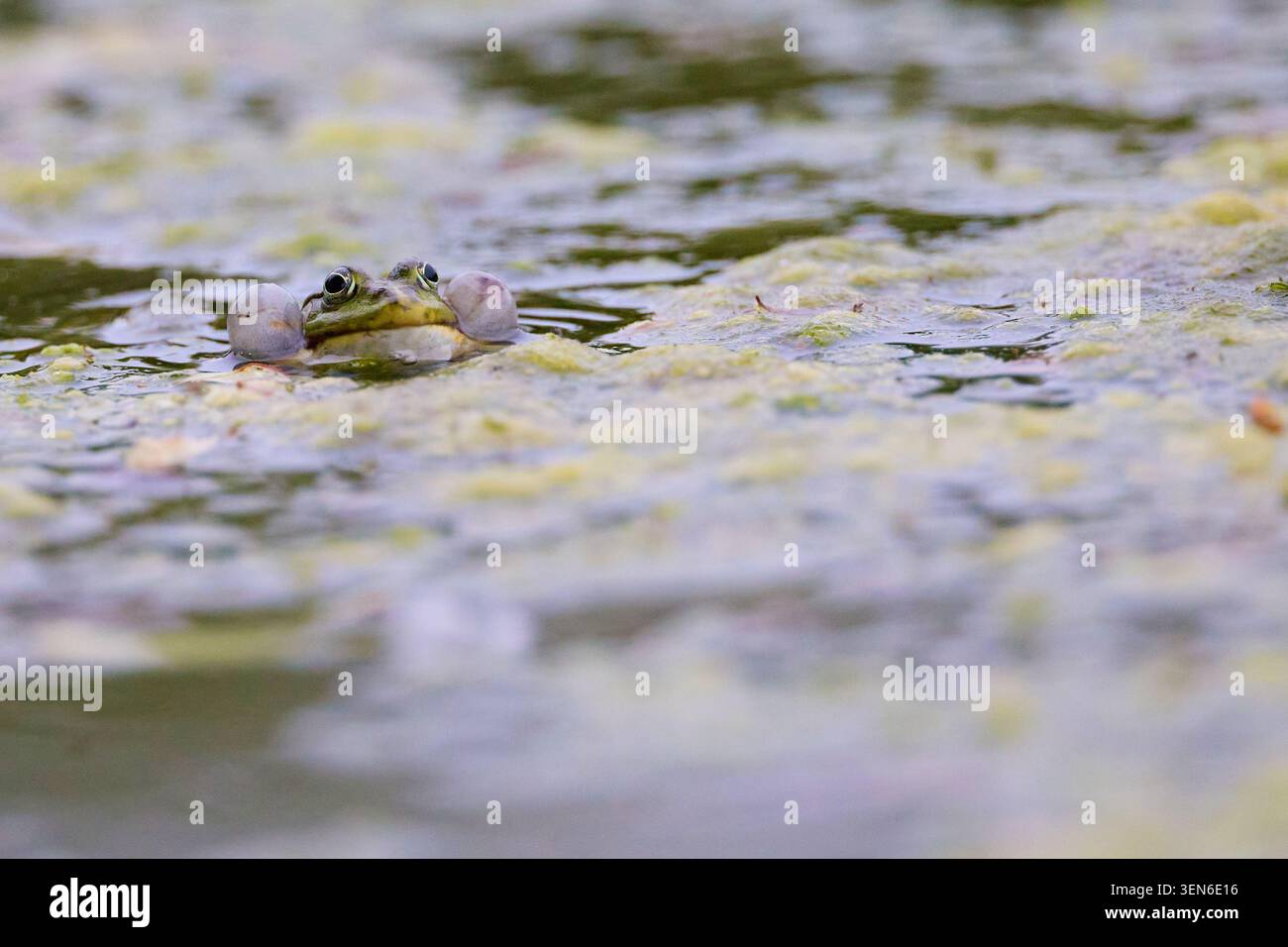 Immagine reale di rana verde (Pelophylax esculentus) in alghe stagno ricoperto al tramonto Foto Stock