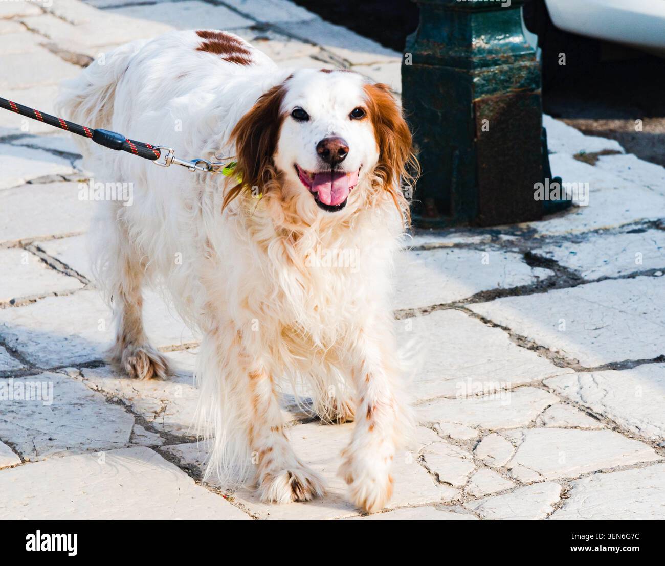 Un cane con pelliccia bianca sorride. Foto Stock