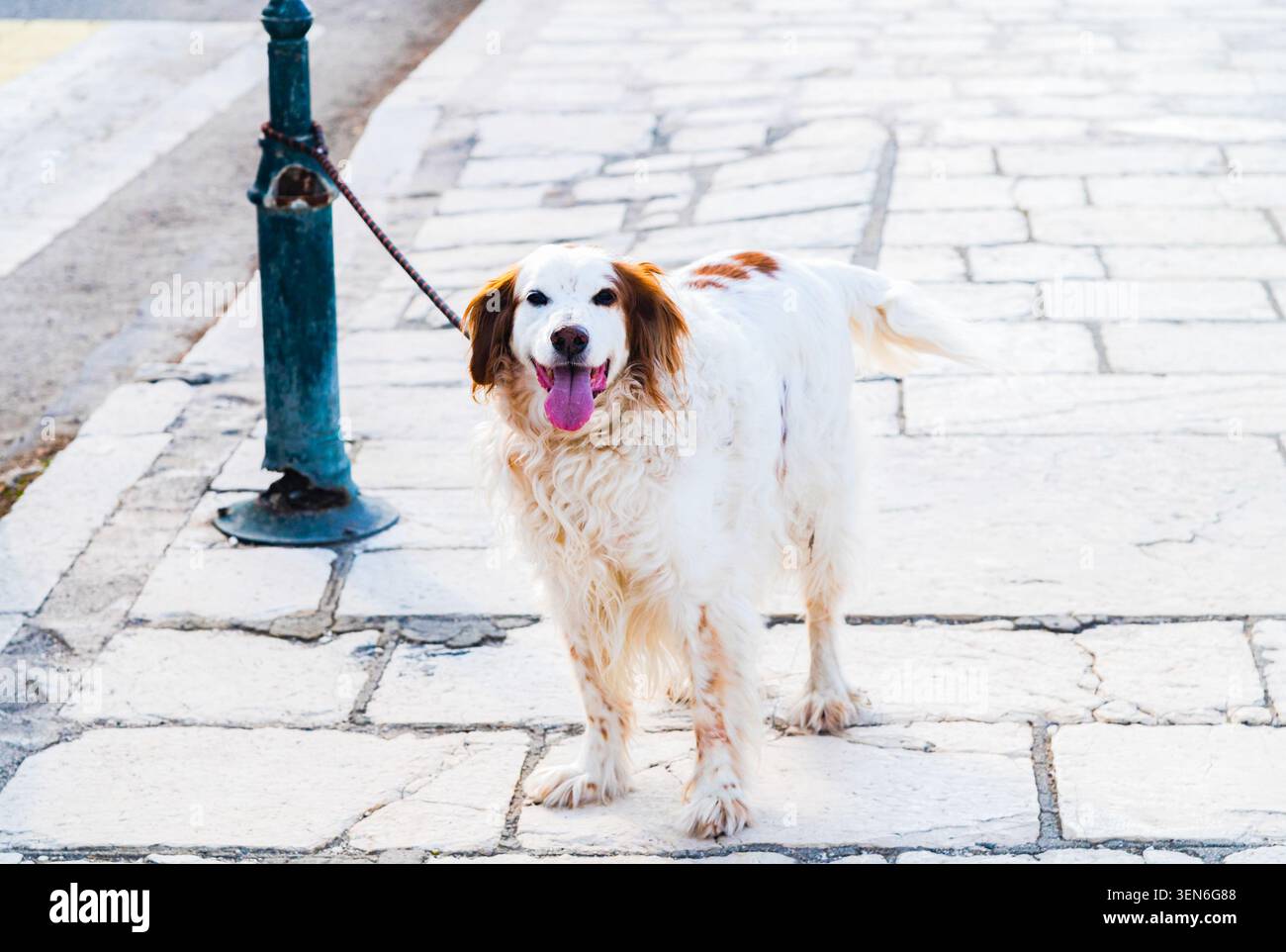 Un cane con pelliccia bianca è legato a un guinzaglio e guarda la fotocamera. Foto Stock