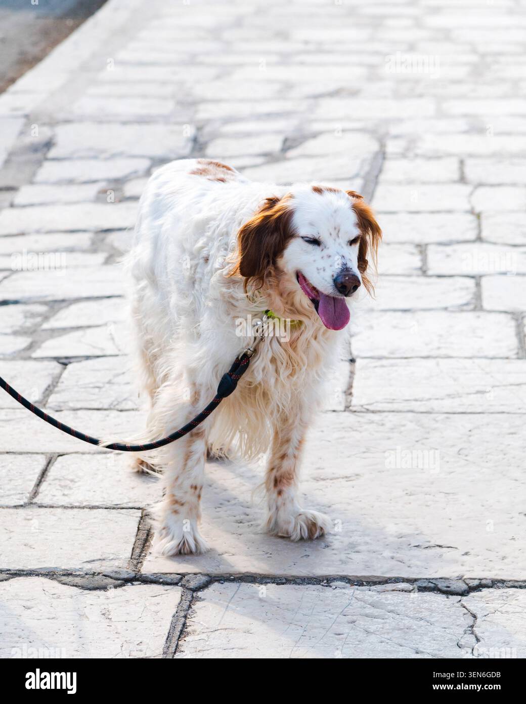 Un cane con pelliccia bianca sorride a occhi chiusi. Foto Stock