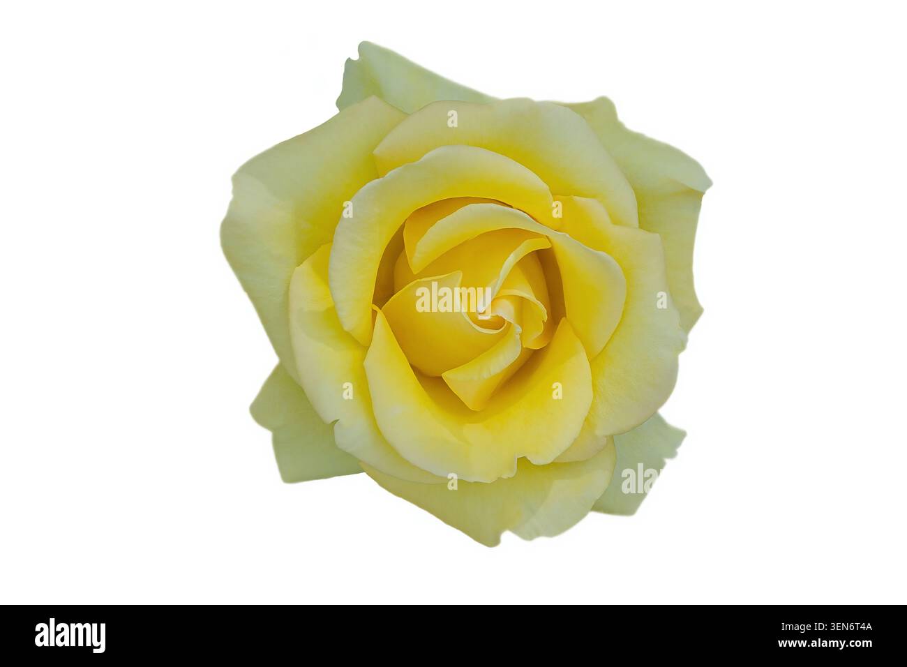 Bella rosa gialla isolata. Baden Baden, Gönner Anlage, Germania, Europa Foto Stock