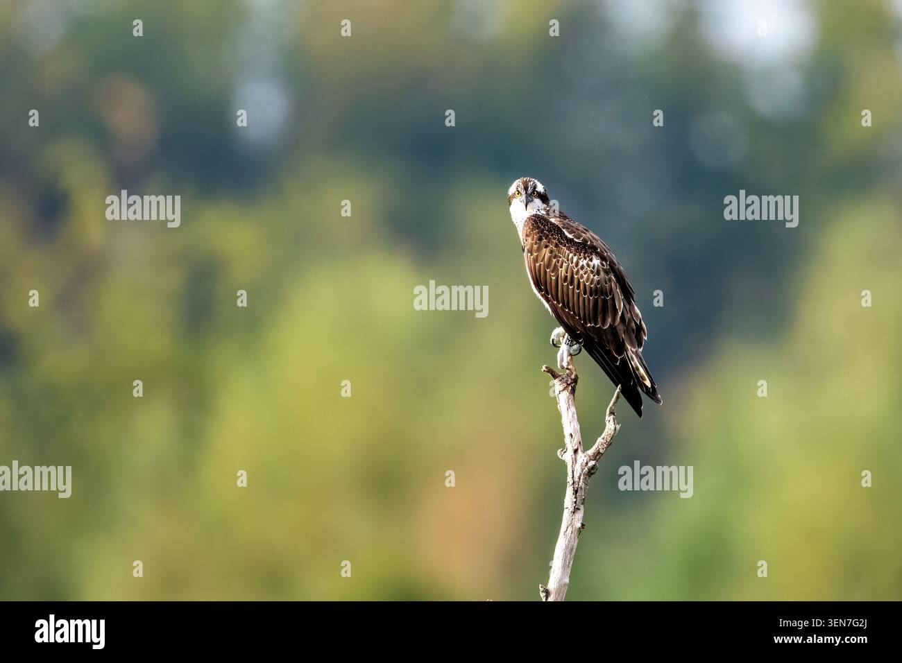 Il falco pescatore arroccato su un ramo (Pandion haliaetus) Foto Stock