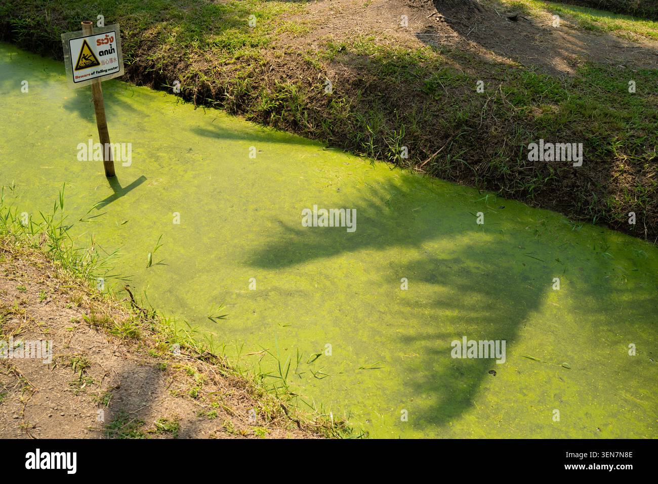 Un cartello di avvertimento sorge accanto a un canale coperto di alghe verdi presso il mercato delle noci di cocco (Kad Ba Paow) fattoria di cocco a Chiang mai, Thailandia Foto Stock