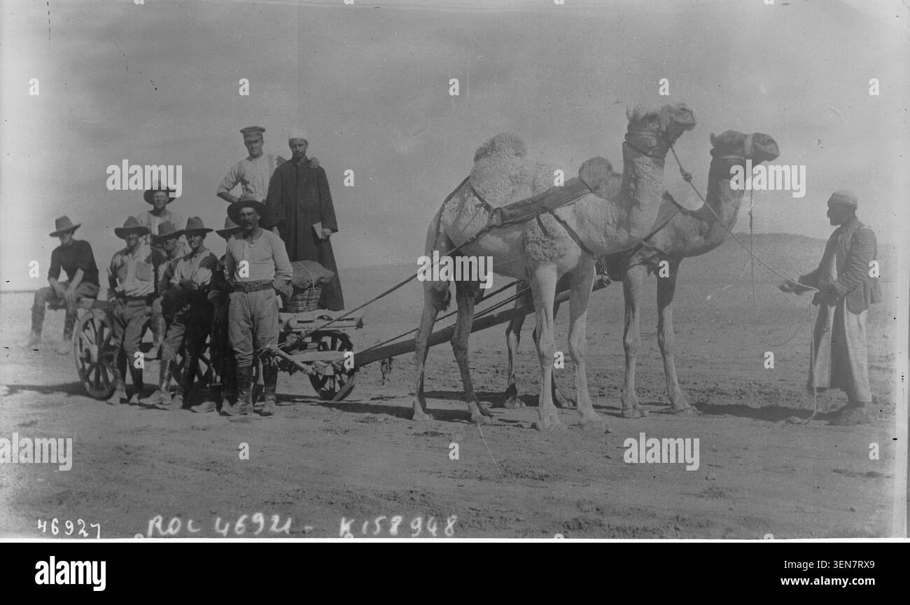 Un convoglio di rifornimenti in Egitto utilizza squadre di dromedari per trasportare materiali durante la prima guerra mondiale nel 1916. Questa fotografia stampa registra il trasporto di animali impiegato nella logistica militare all'interno del teatro egiziano del conflitto. Foto Stock