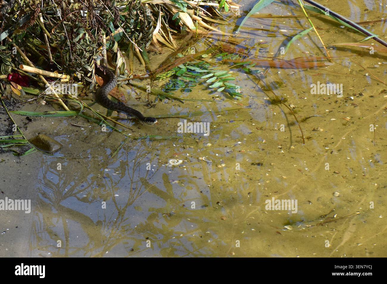 Erba in acqua Foto Stock