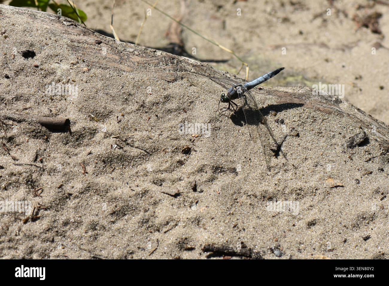 Dragonfly che riposa su un pezzo di sabbia sulla spiaggia durante l'estate Foto Stock