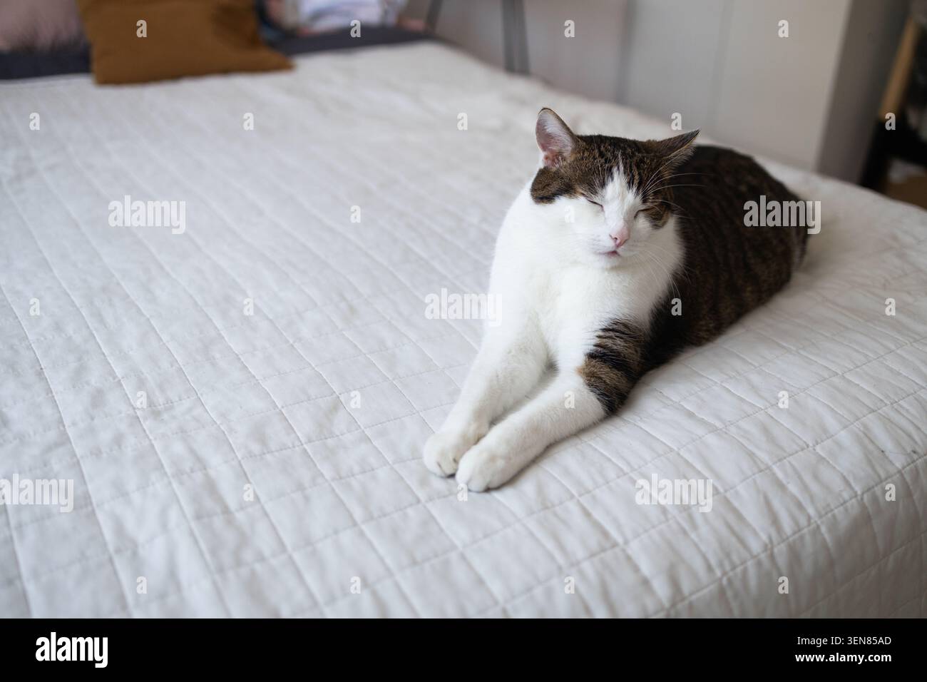 Un grazioso tabby e un gatto domestico bianco che giace comodamente su un lato su una coperta bianca in una camera da letto luminosa, che sembra sonnolento e rilassato. Foto Stock