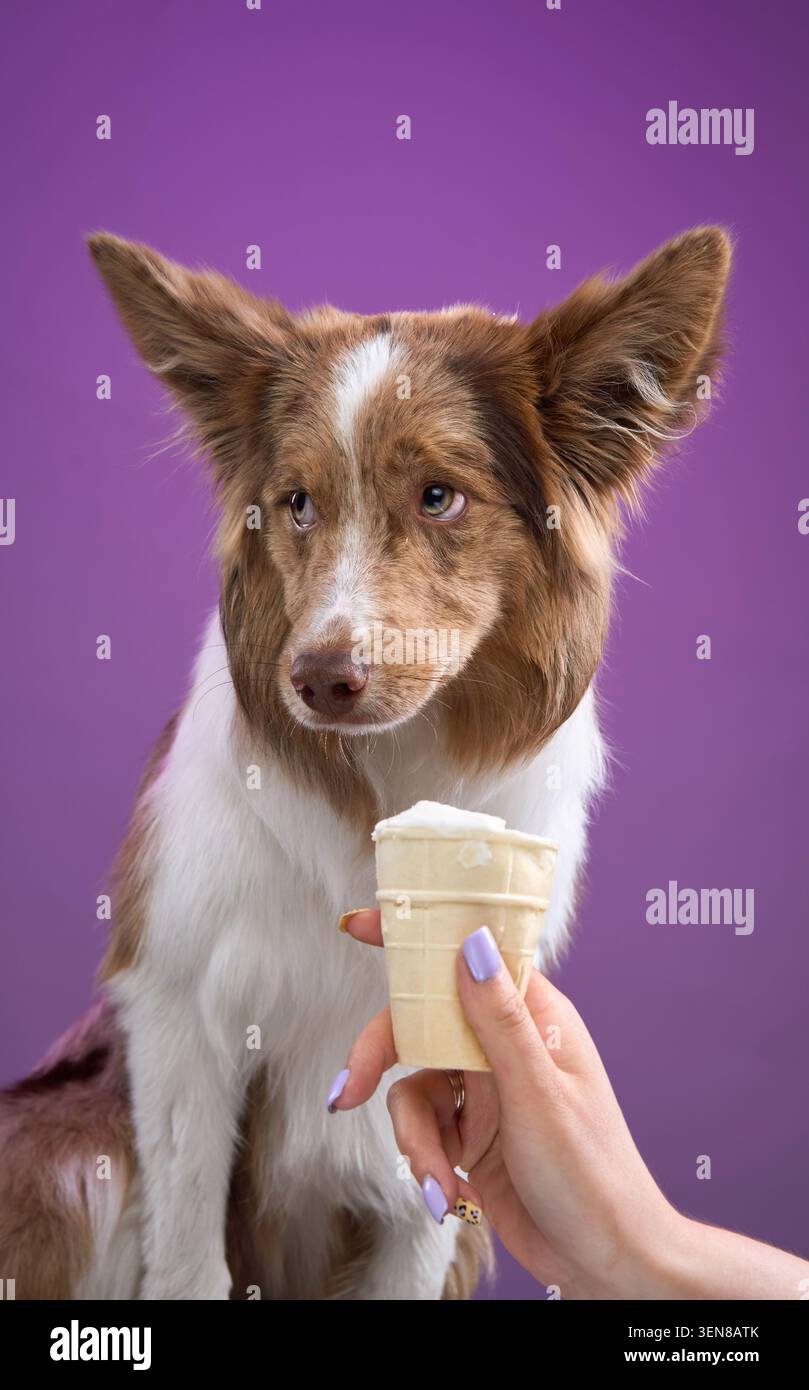 Border Collie con lo sguardo fisso sul gelato in un cono su sfondo viola. La posizione pronta cattura la concentrazione e la pazienza. Foto Stock