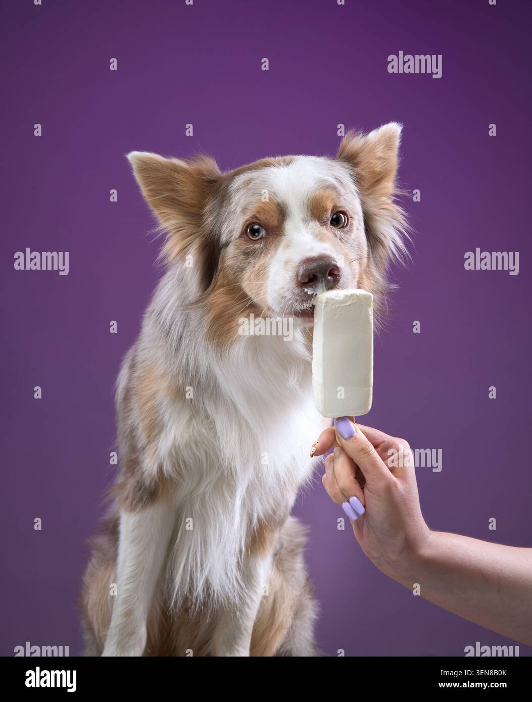 Border Collie in posizione verticale con la bocca vicino a una gelateria tenuta da un essere umano, su uno sfondo viola. La scena evidenzia curiosità e calma. Foto Stock