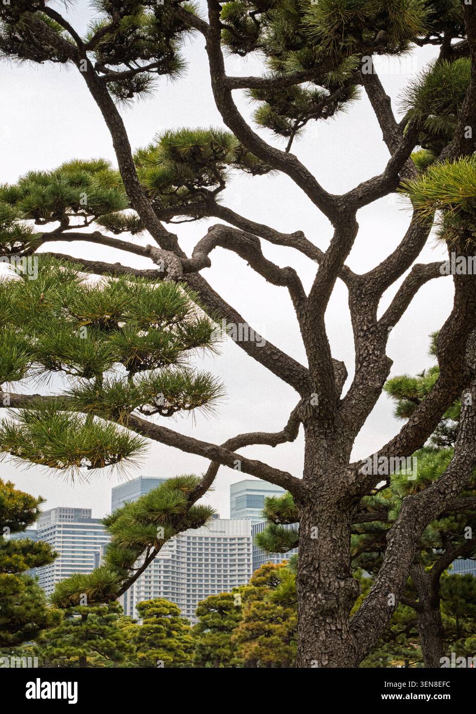 I rami di pino nero giapponese si estendono lungo la cornice nel giardino nazionale di Kokyo Gaien, in Giappone Foto Stock
