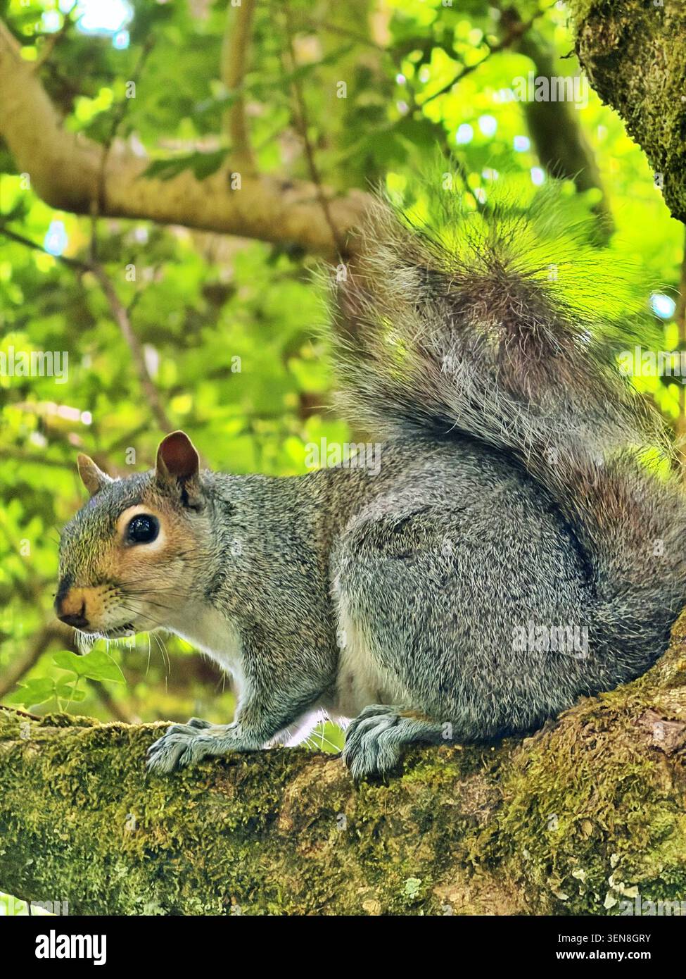Uno scoiattolo grigio (Sciurus carolinensis) in un albero, Galles del Sud, Regno Unito, giugno Foto Stock