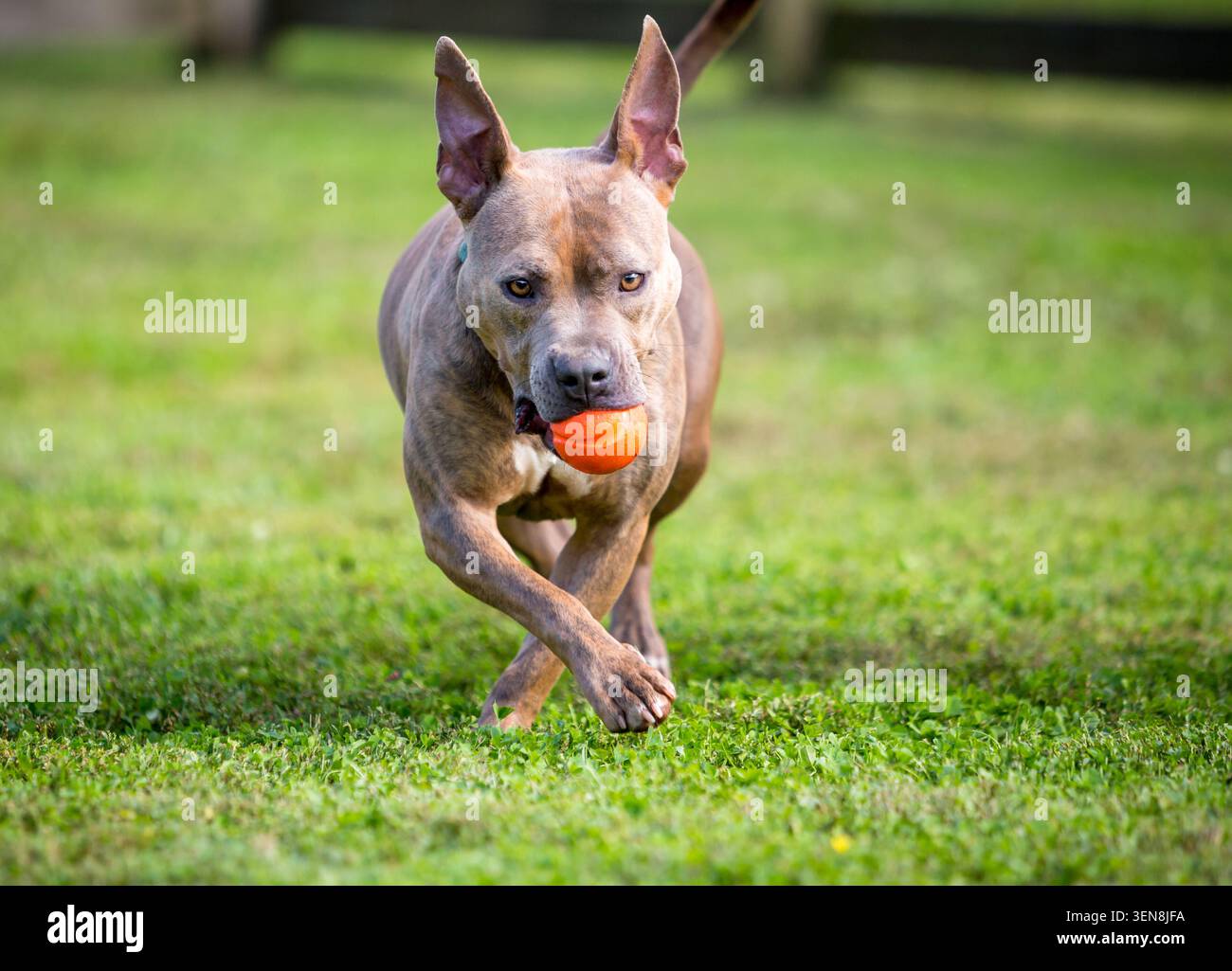 Un cane di razza mista Pit Bull Terrier che tiene una palla in bocca e cammina verso la telecamera Foto Stock
