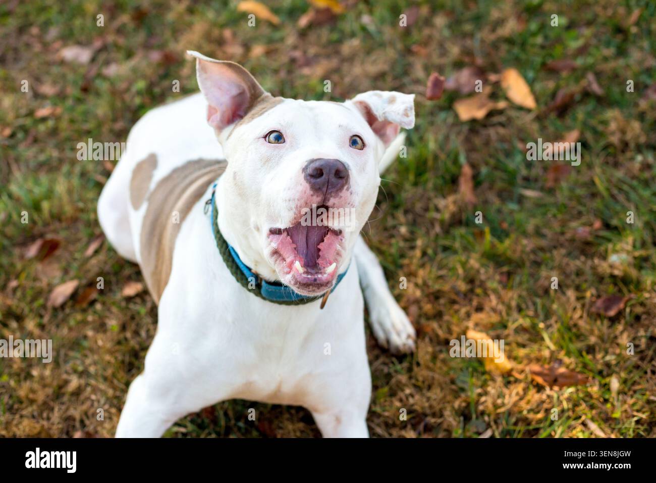 Un cane di razza mista Pit Bull Terrier che apre la bocca per catturare una sorpresa Foto Stock
