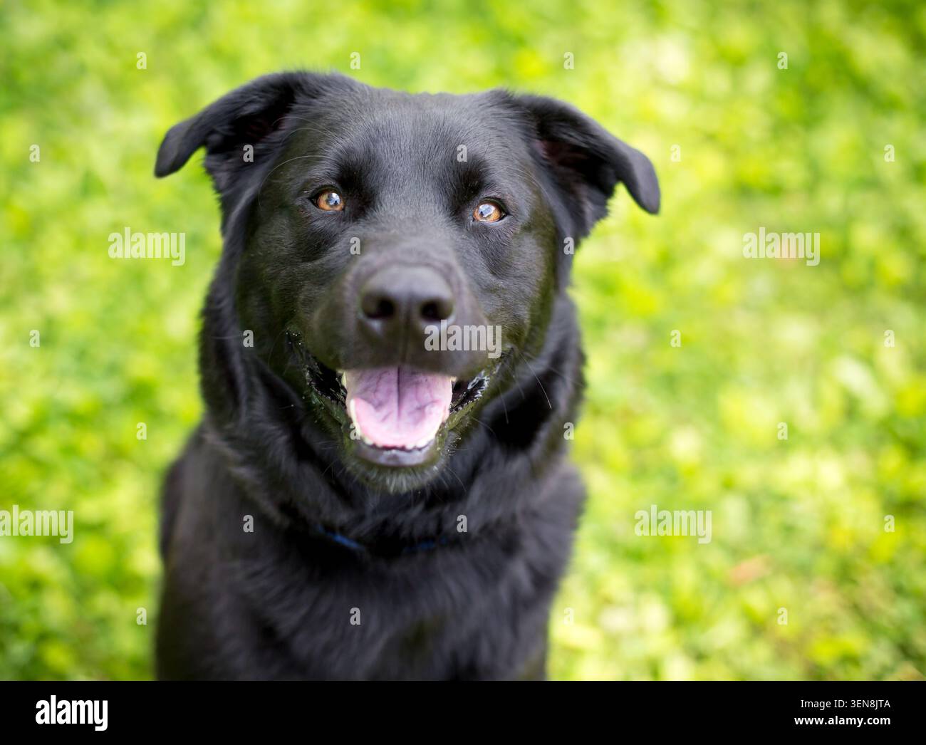 Un cane nero di razza mista Retriever che guarda in alto con un'espressione felice Foto Stock