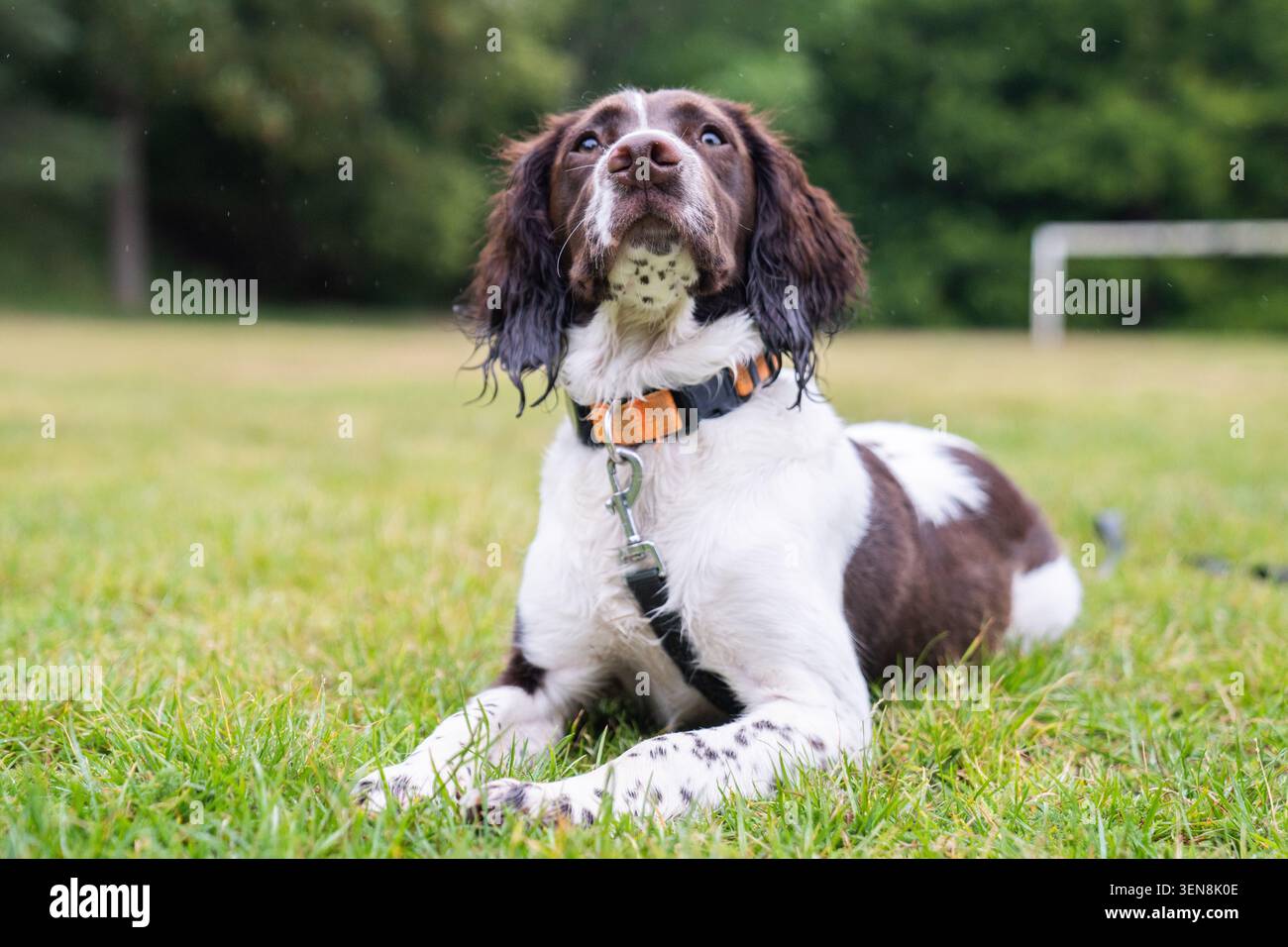 Uno Springer Spaniel inglese bianco e fegato si trova in un campo da gioco piovoso mentre indossa un collare arancione e piombo Foto Stock