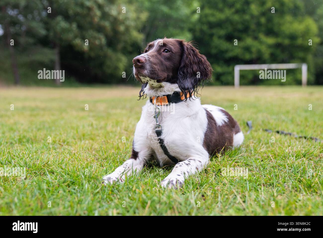 Uno Springer Spaniel inglese bianco e fegato si trova in un campo da gioco piovoso mentre indossa un collare arancione e piombo Foto Stock