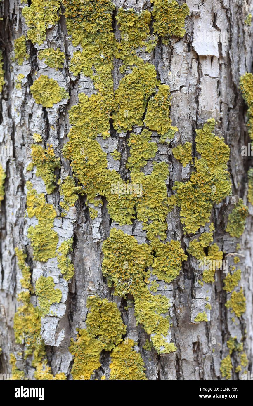 vista ravvicinata della corteccia colorata di alberi con licheni Foto Stock