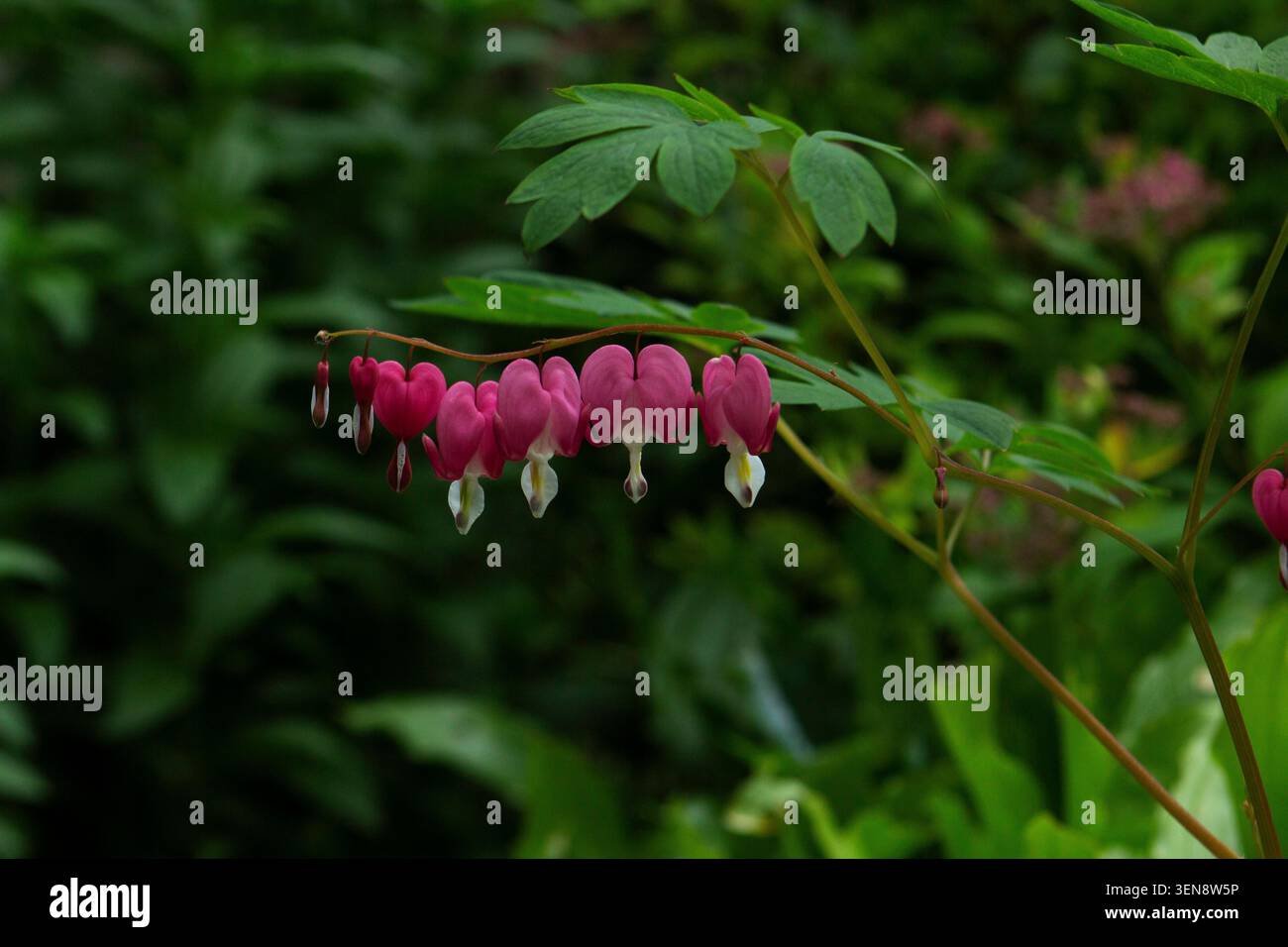 Delicati fiori di cuore sanguinanti appesi a un gambo ad arco contro un lussureggiante fogliame verde. Una caratteristica pianta ornamentale spesso utilizzata nel giardinaggio, botan Foto Stock