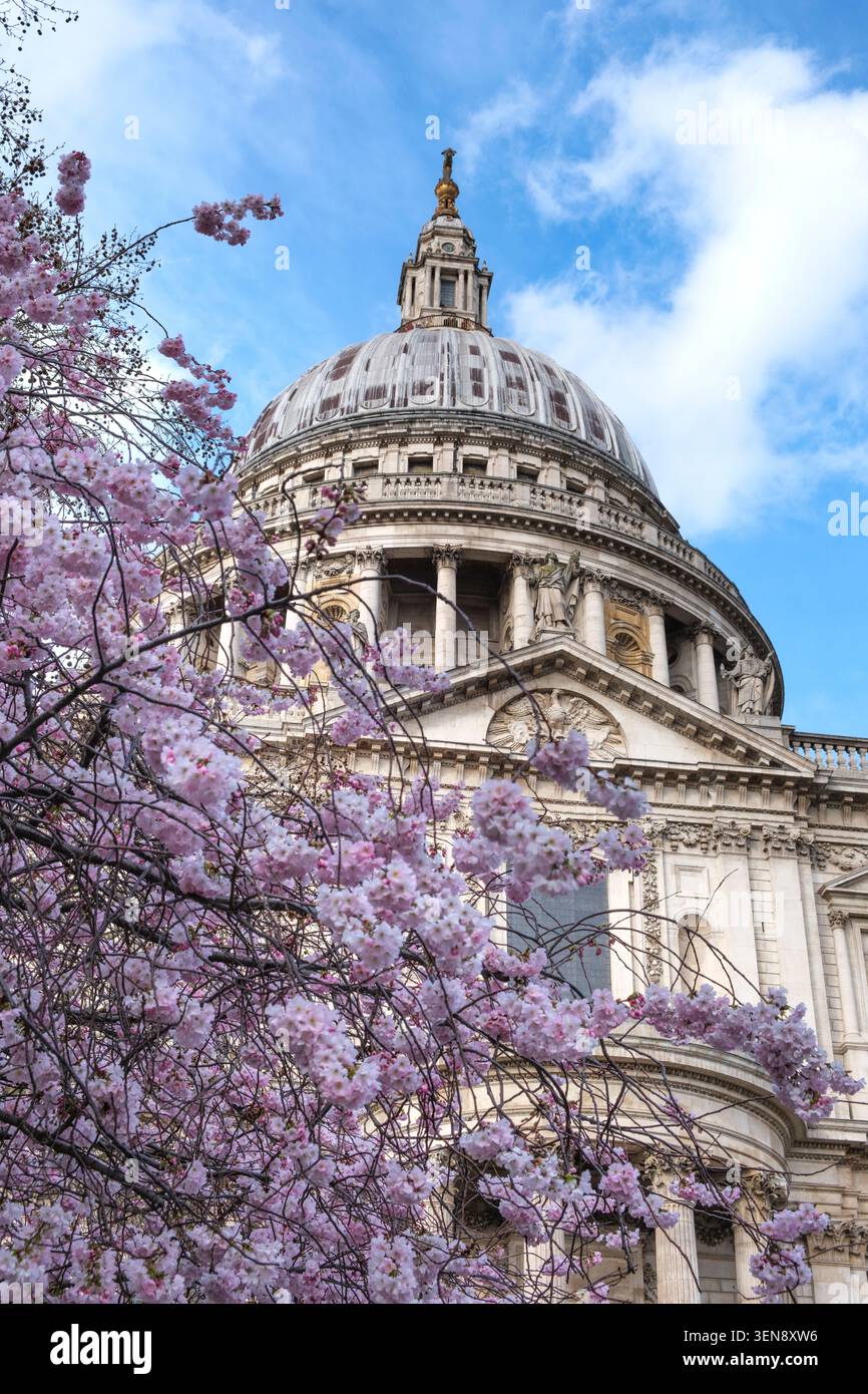 Cupola di San Paolo con fiori di ciliegio rosa in primo piano Foto Stock