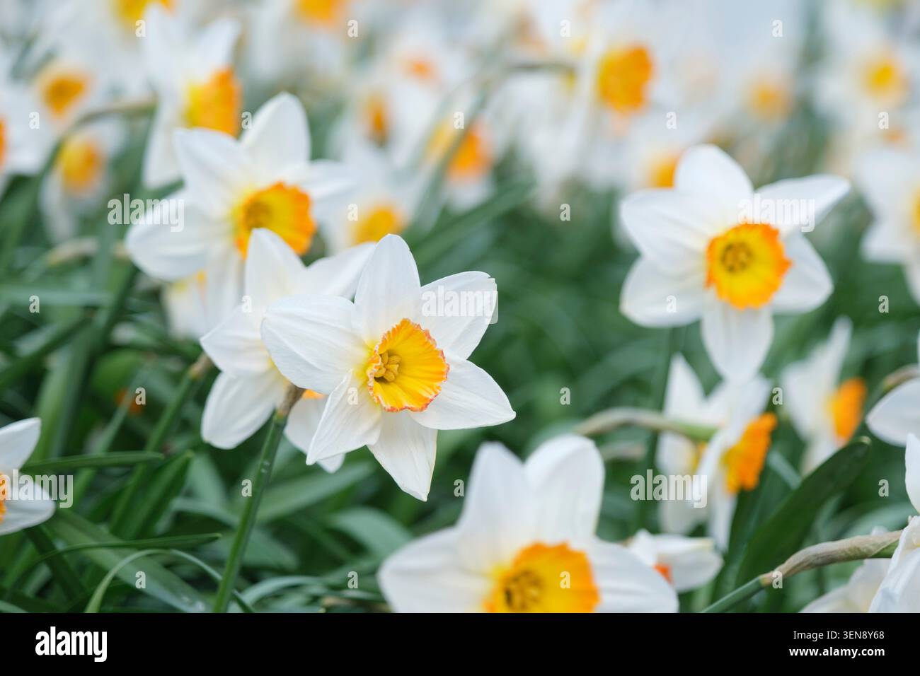 Fiori di Narciso (narcisi) con petali bianchi e tazza gialla dorata Foto Stock
