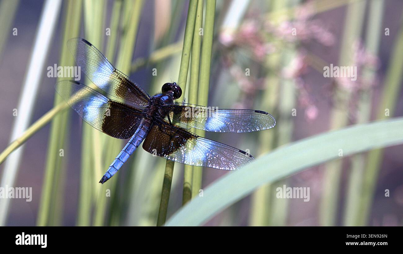 Dragonfly skimmer vedova maschile arroccato su uno stelo di canna verde. Foto Stock