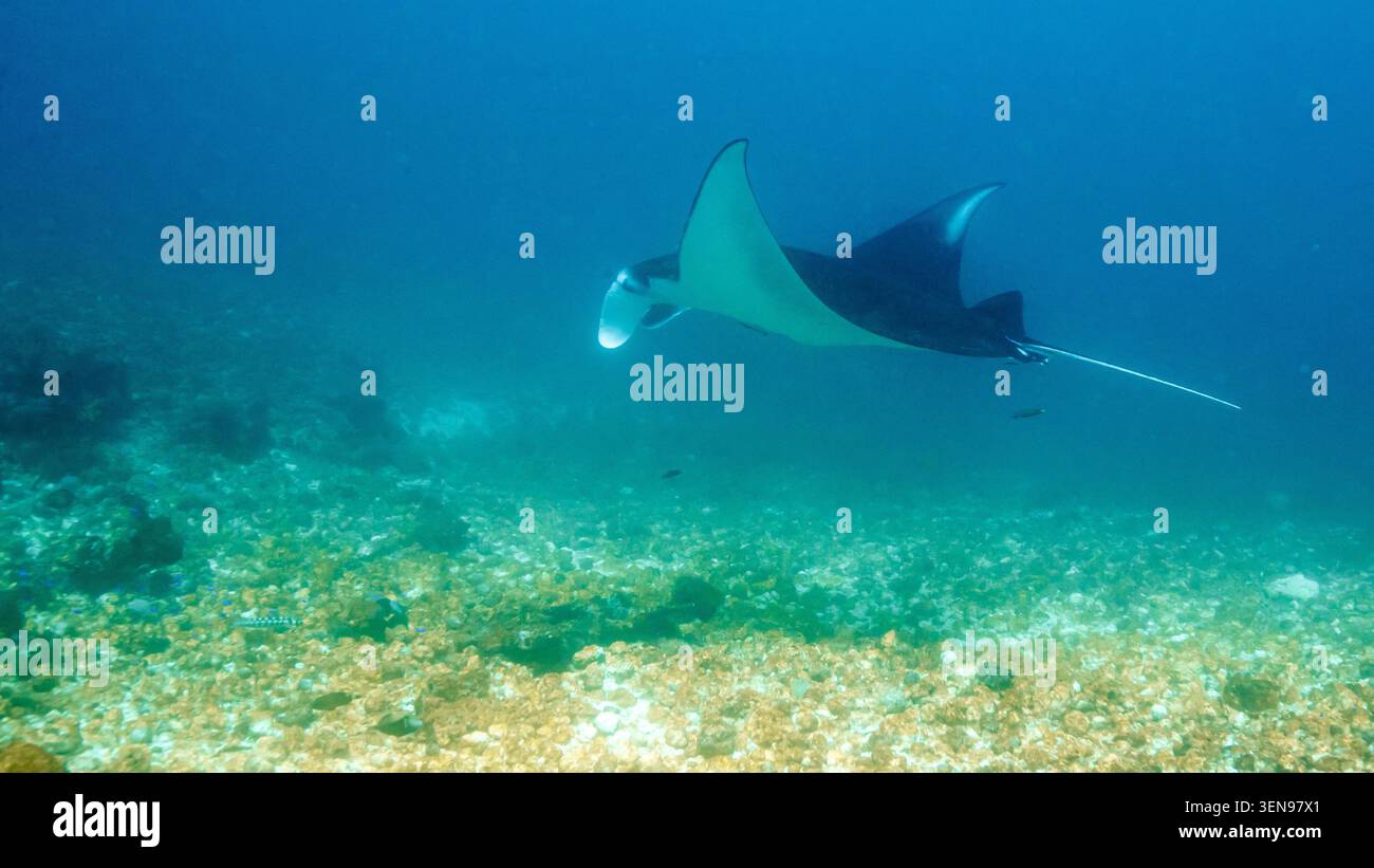 Indonesia, Komodo, Manta Ray oceanico gigante (Mobula birostris) Foto Stock
