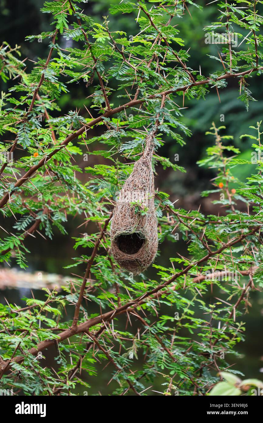 Bellissimo nido di uccelli intrecciato appeso a rami verdi spinosi. Nido di uccelli tessuto naturalmente sospeso da rami di alberi ricoperti di spina. Foto Stock