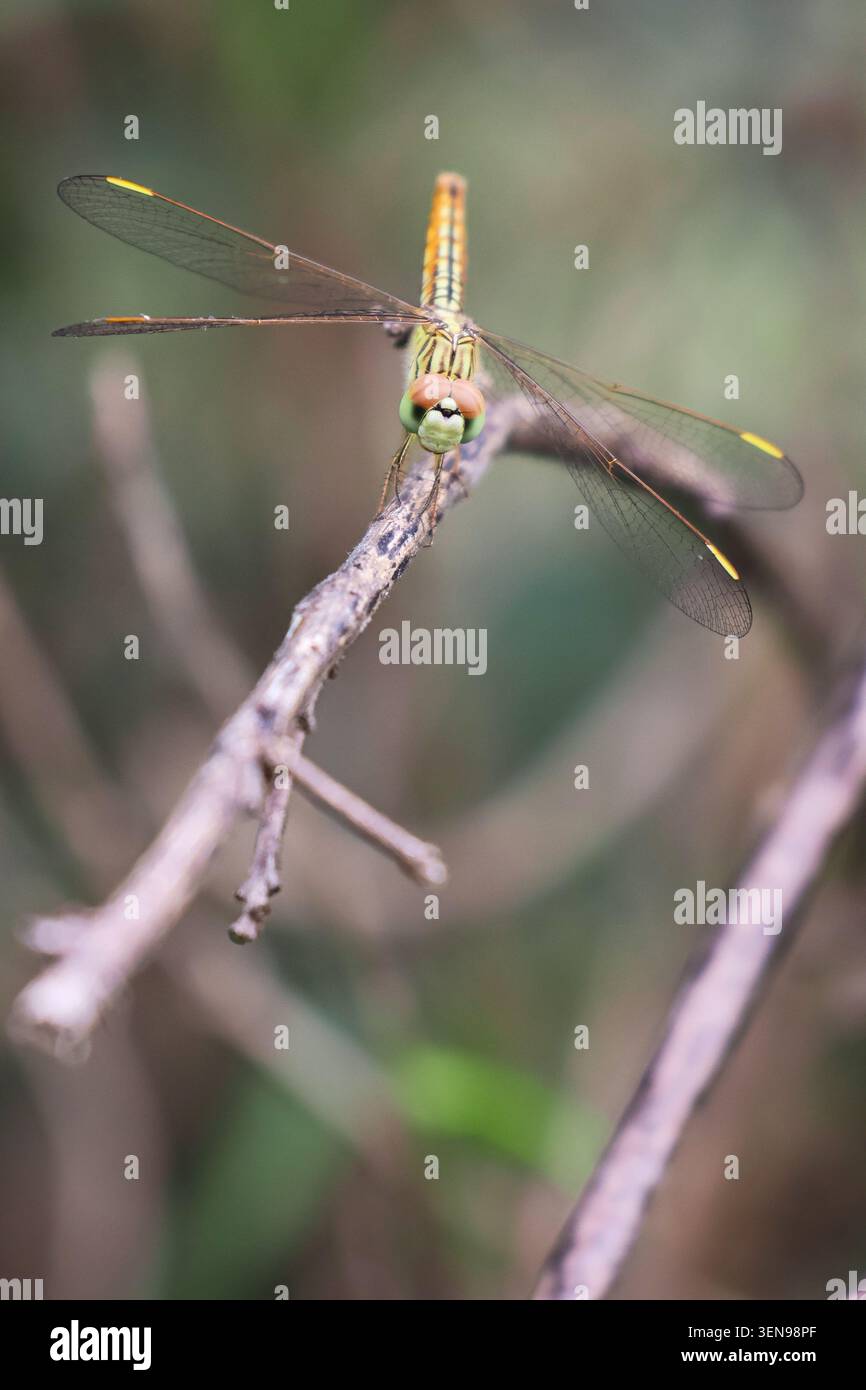 Vista ravvicinata di una libellula con ali trasparenti. Splendida immagine ravvicinata di una libellula che mostra intricati motivi alari e colori vivaci del corpo. Foto Stock