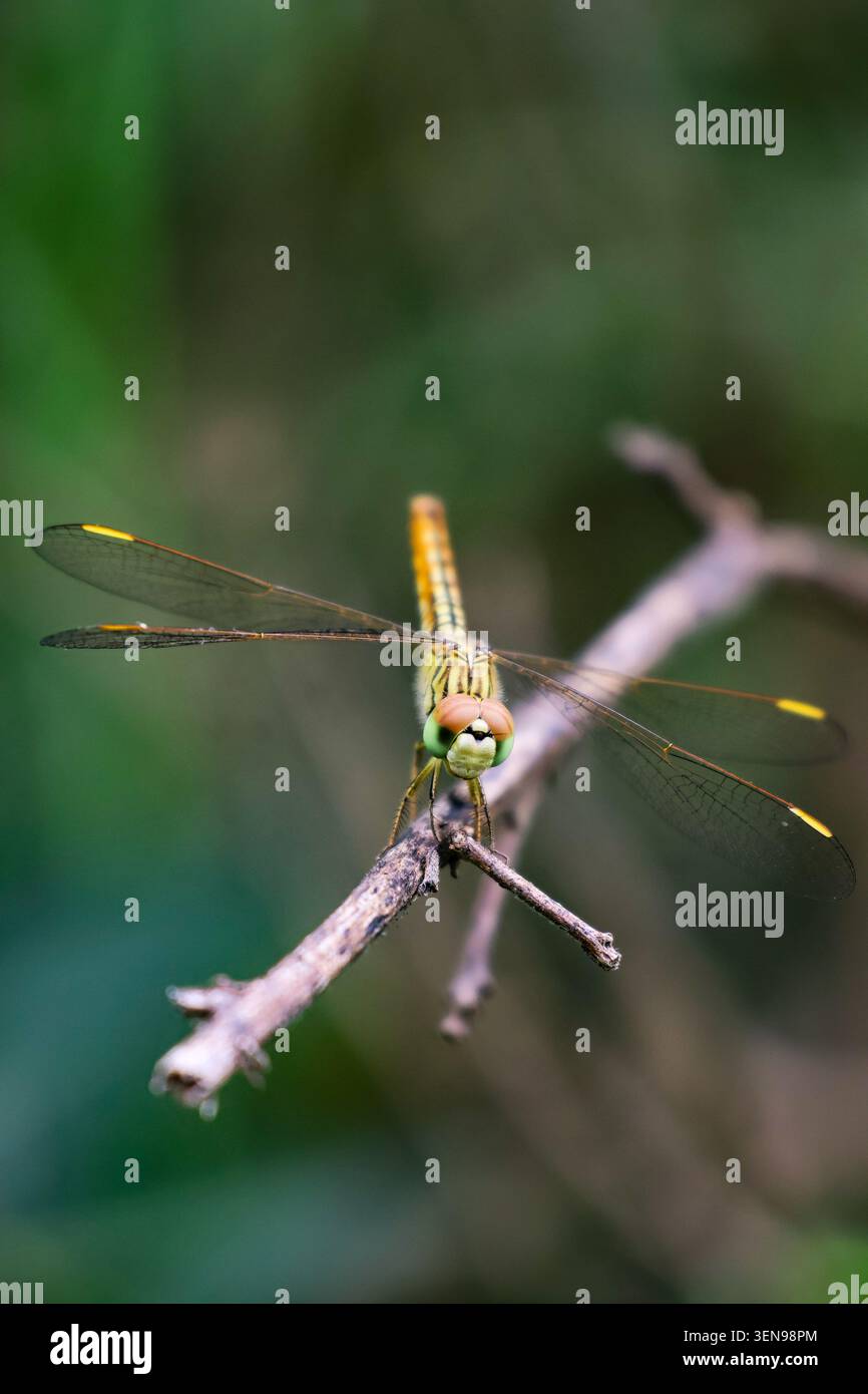 Dragonfly arroccata graziosamente con un morbido sfondo verde. Foto macro ispirata alla natura con una libellula con ali traslucide. Foto Stock