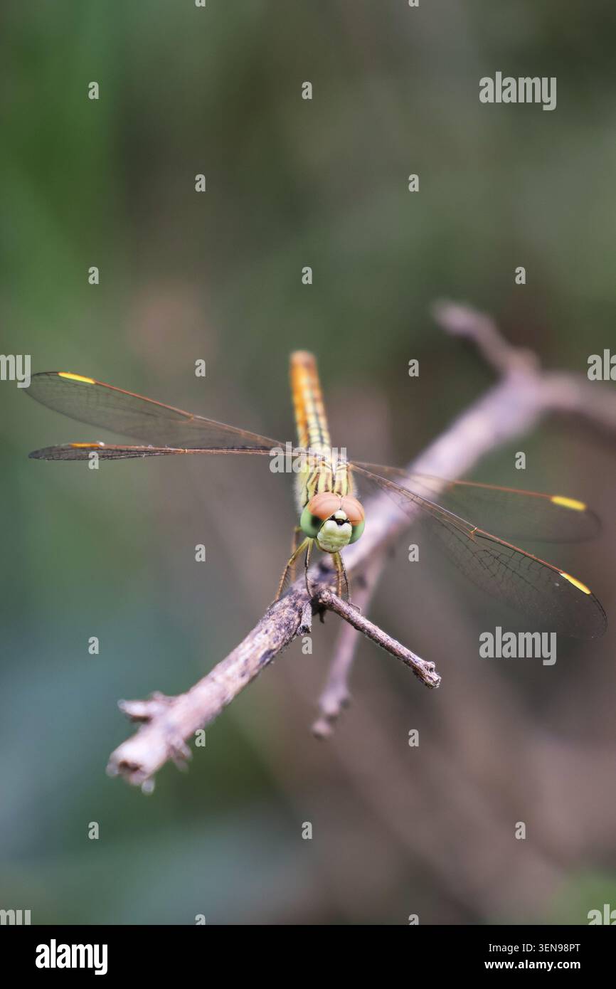 Ritratto dettagliato degli insetti che mostra la texture delle ali di dragonfly. Un macro ritratto artistico che cattura i dettagli raffinati delle ali di una libellula, le strisce del corpo, una Foto Stock