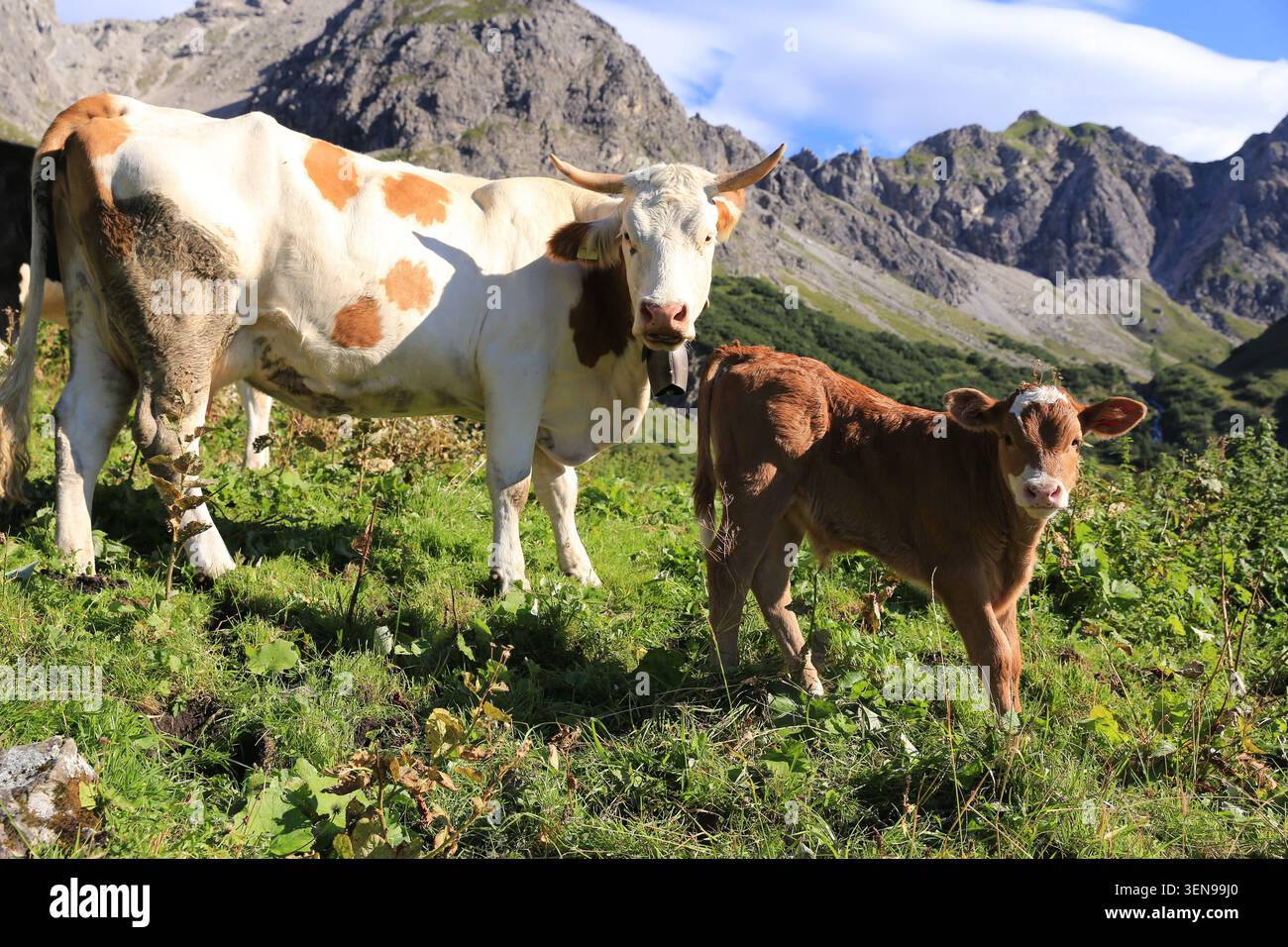 Mucca madre con vitello nelle montagne Foto Stock