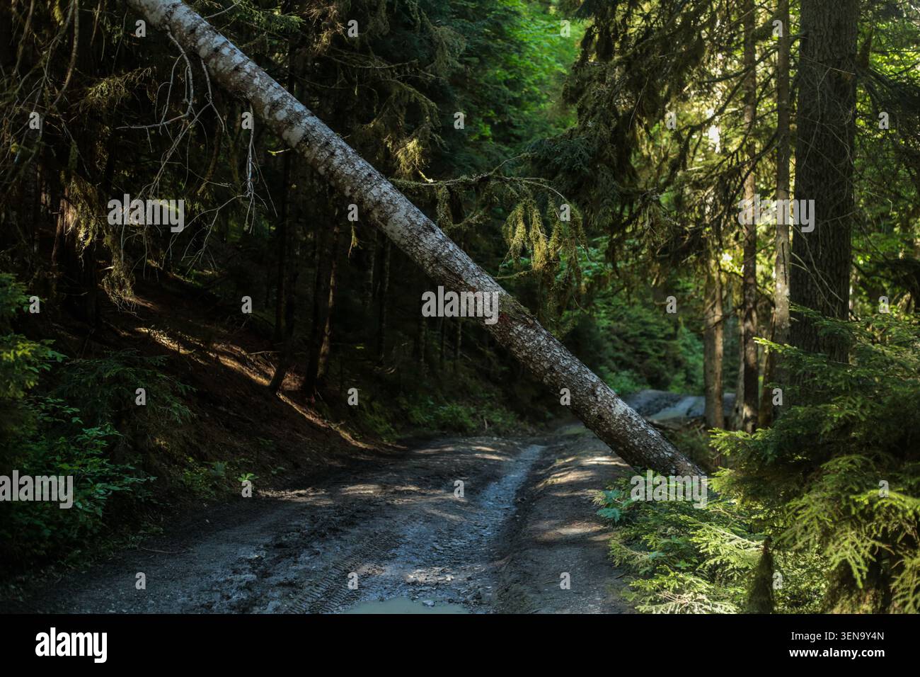 Alberi caduti che bloccano il percorso remoto della strada forestale Foto Stock