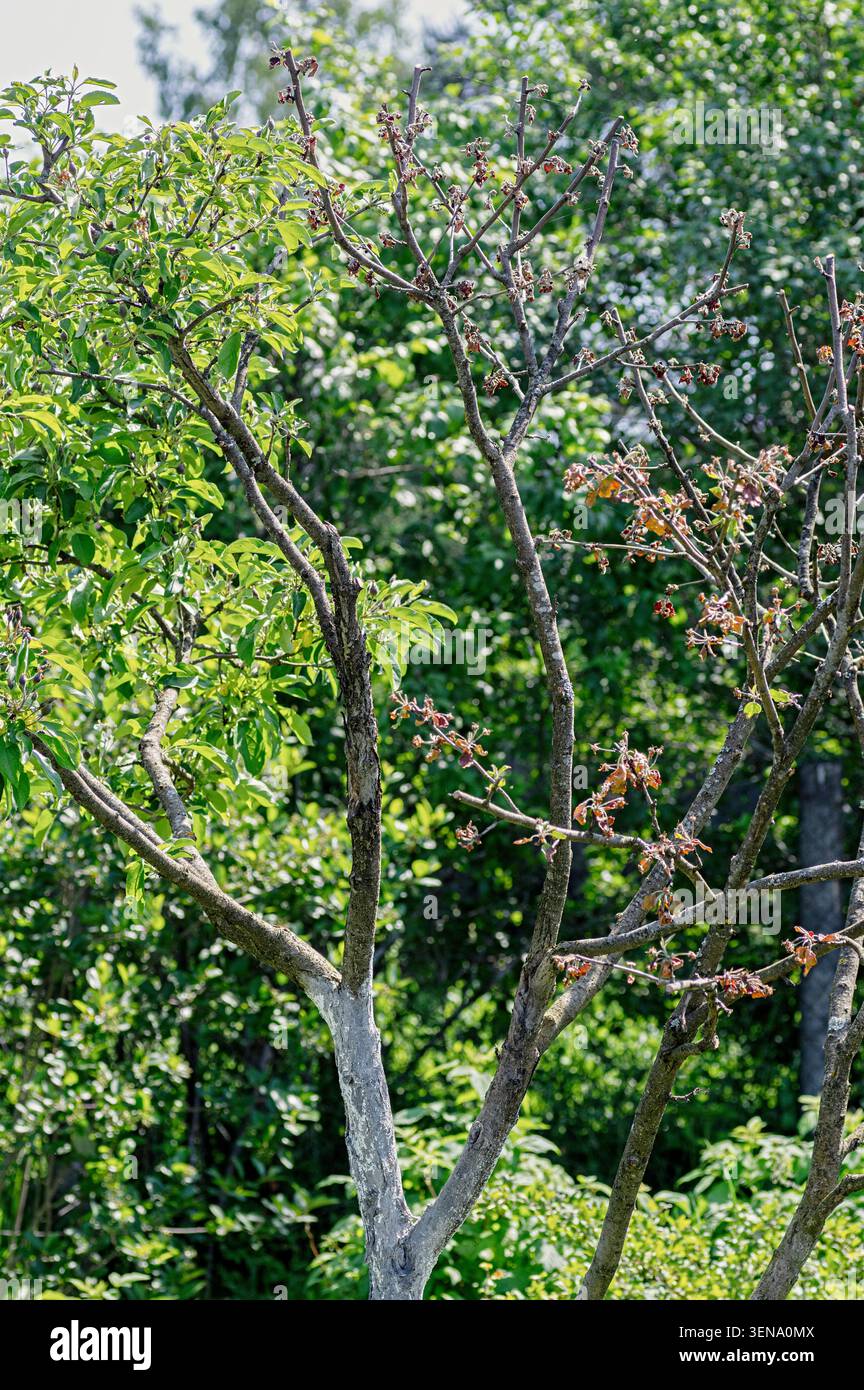 Albero di mela nel giardino estivo che mostra il contrasto tra foglie verdi sane e secche, rami morti classico sintomo di malattia, stress o danni alla radice in Foto Stock