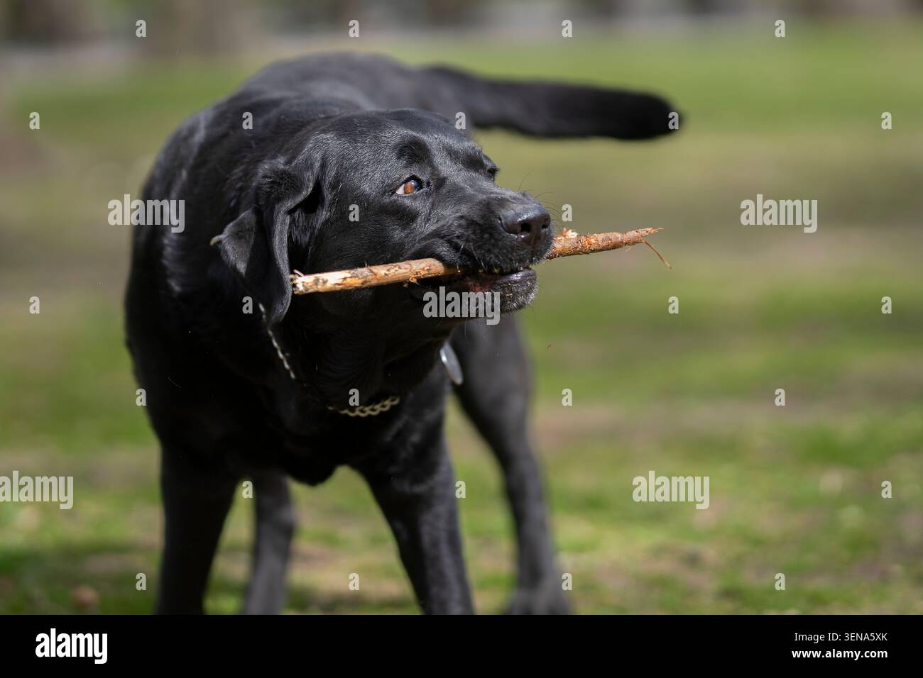 Black Labrador Retriever, che porta con sé un bastone mentre gioca in un parco di Stoccolma, Svezia, mostrando la natura energica e giocosa della razza. Foto Stock