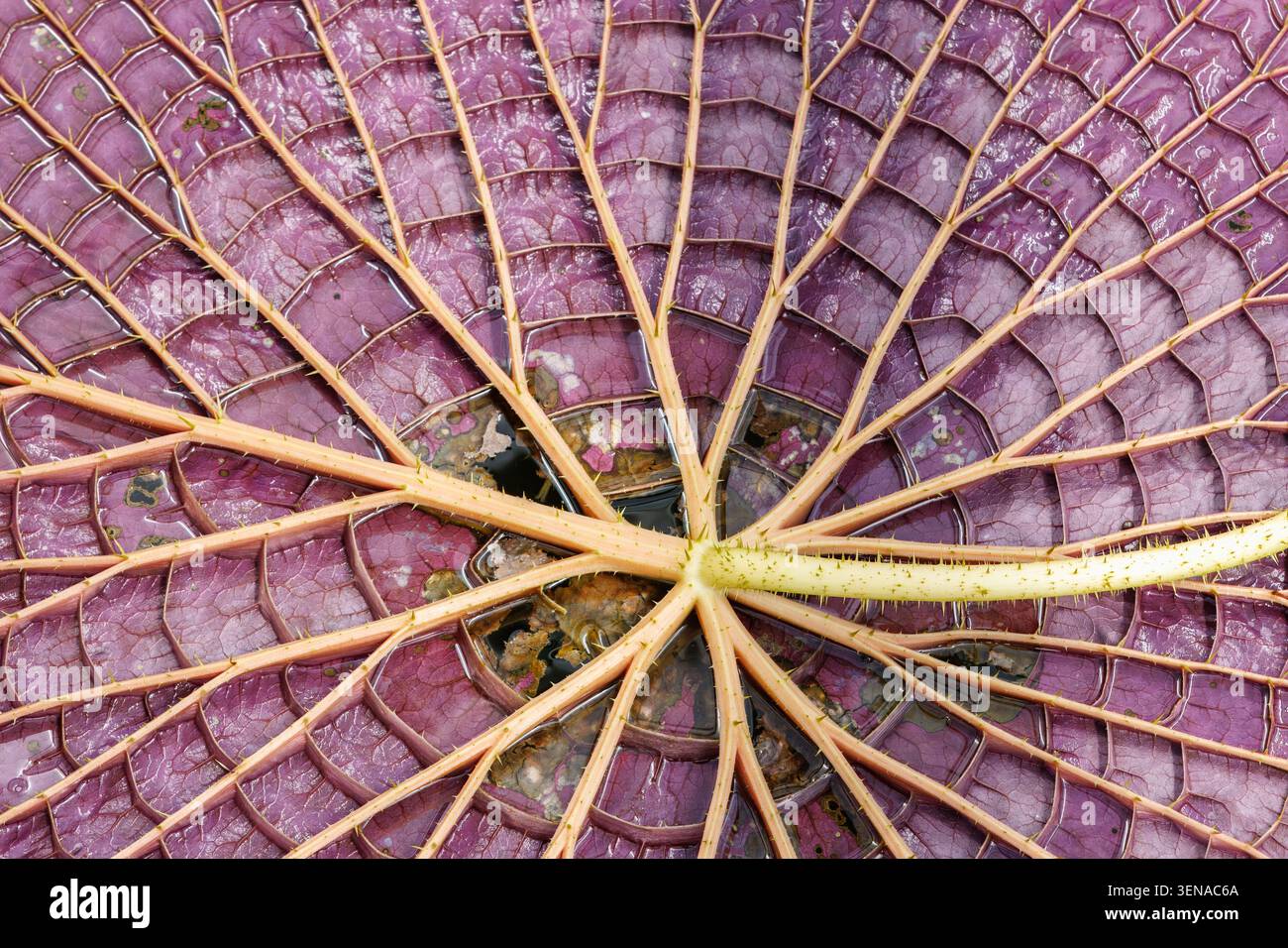 Parte inferiore della foglia gigante di Waterlily, Victoria Amazonica Foto Stock