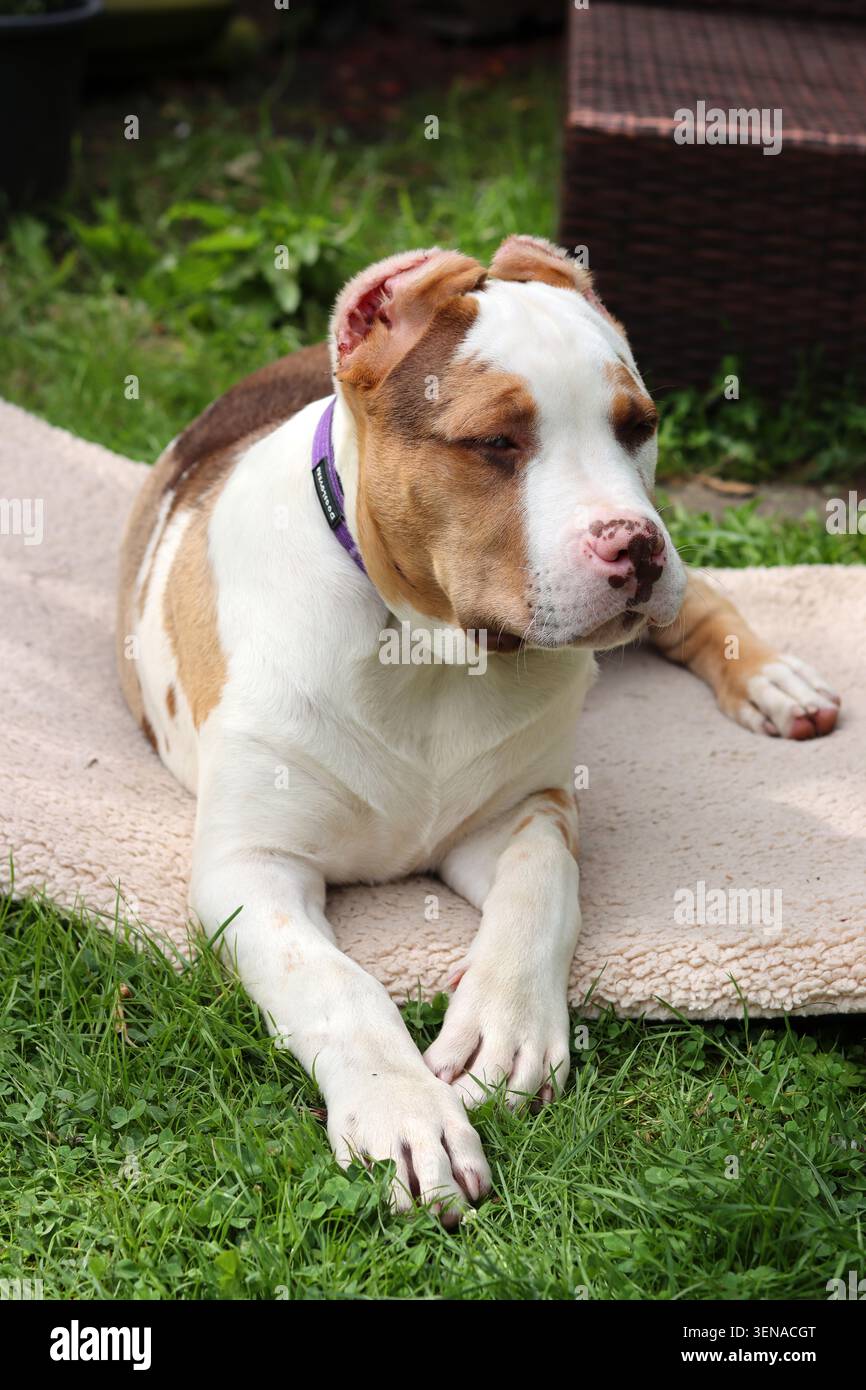 Ritratto di un adorabile cucciolo con il naso rosa e gli occhi azzurri. Cucciolo American XL Bully in giardino. Foto Stock