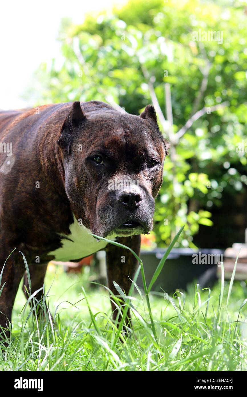 American Pitbull Terrier in piedi sull'erba verde guardando la telecamera Foto Stock