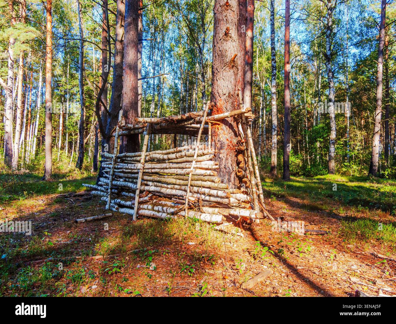 Un rifugio artigianale fatto di tronchi di betulla costruito intorno a un grande albero nella foresta, che mostra la natura e la semplice vita all'aperto. Foto Stock