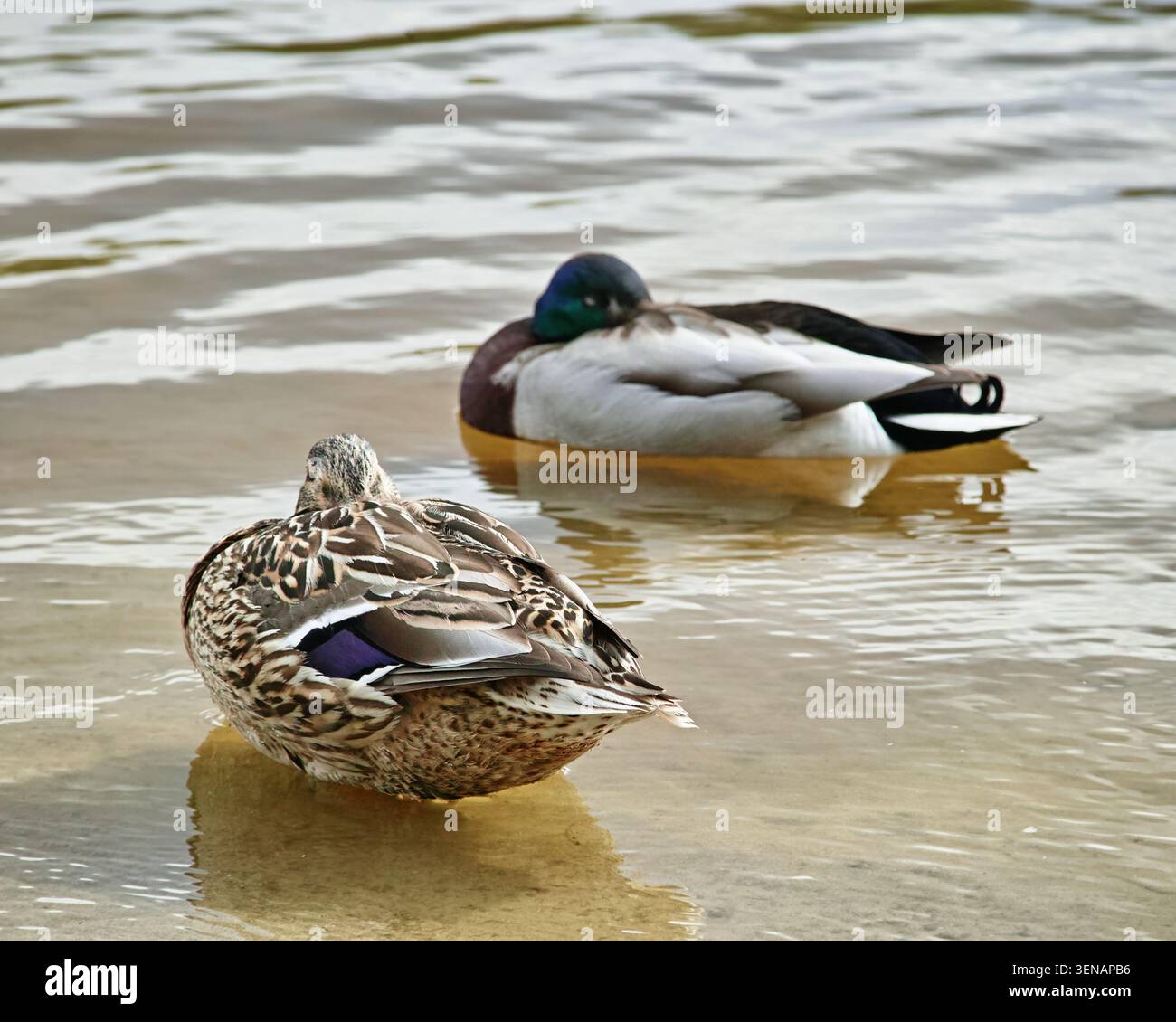Due anatre selvatiche maschili e femminili che riposano sulla superficie dell'acqua Foto Stock
