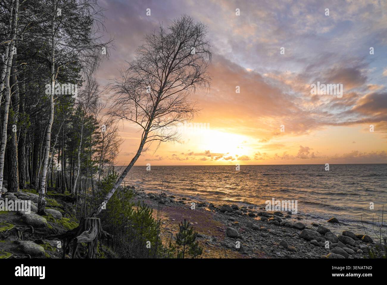 Tramonto sul Mar Baltico con betulla pendente sulla costa rocciosa della Lettonia Foto Stock