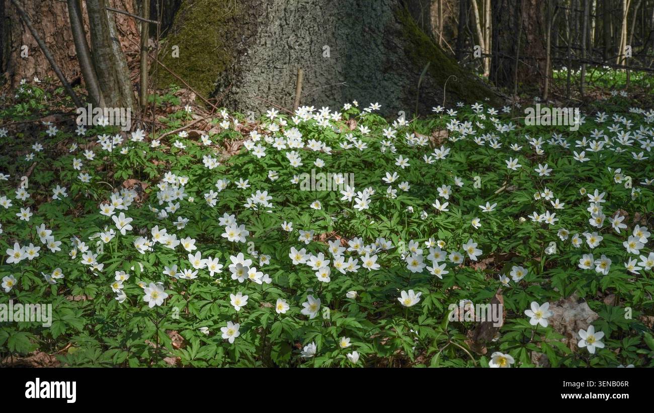 Bosco primaverile tappezzato con fiori di anemone in legno bianco (Anemone nemorosa) sotto alberi secolari in Lettonia Foto Stock