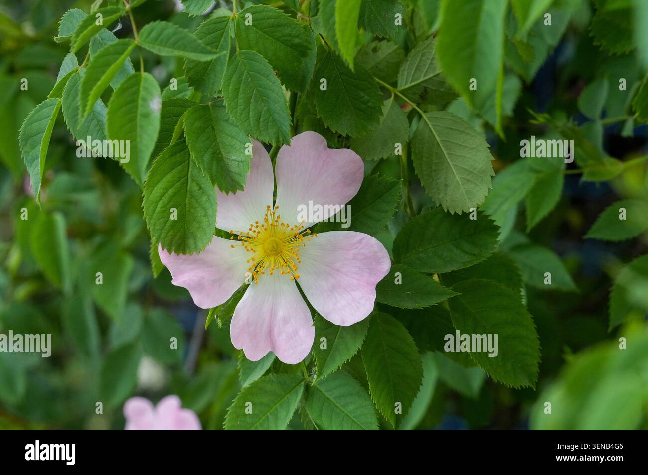 Fiore rosa di rosa canina nel giardino Foto Stock