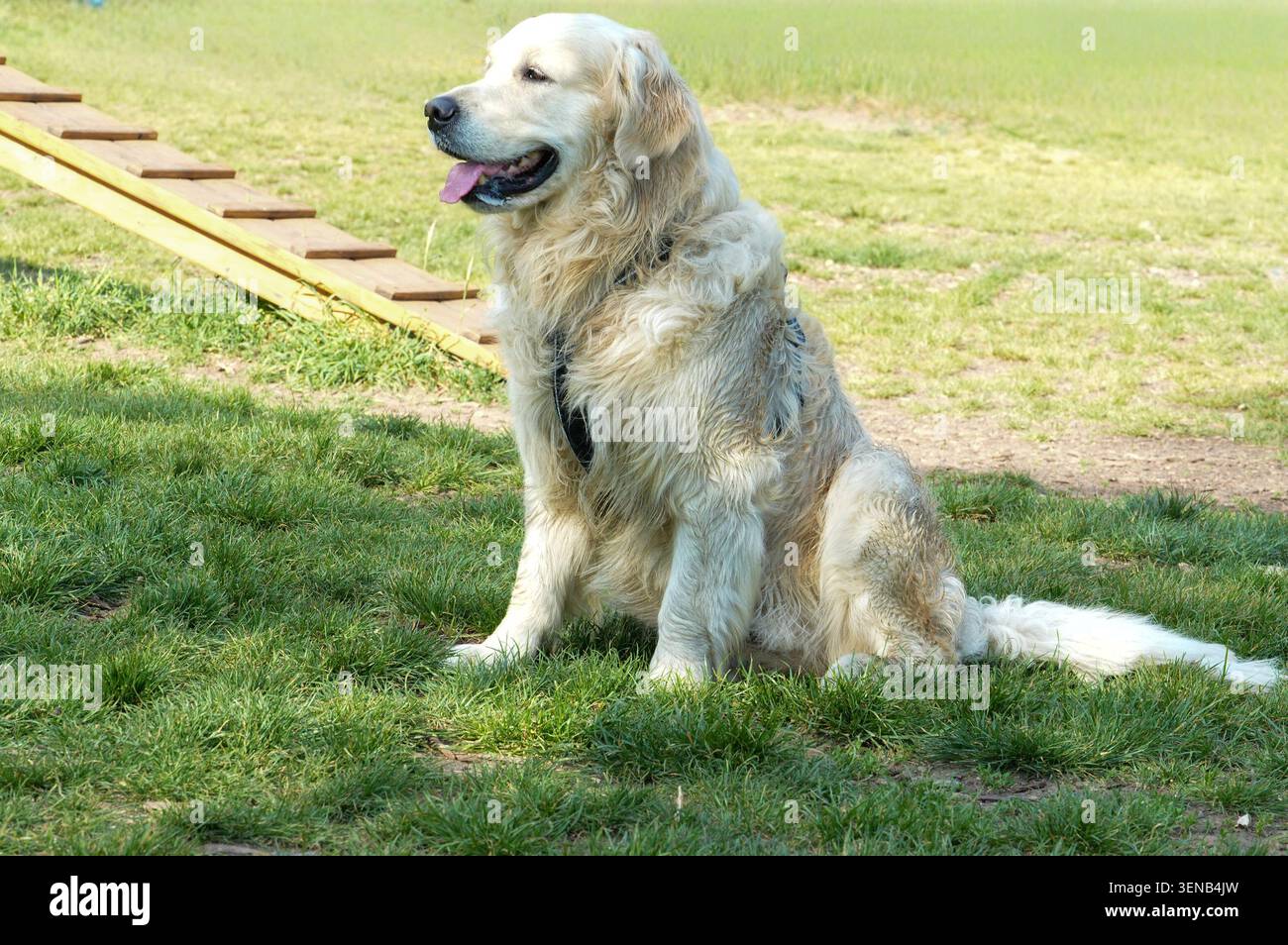 Cane Golden Retriever seduto sull'erba verde in una giornata di sole Foto Stock